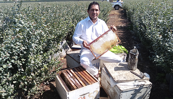 Polinización cultivo de paltos y arándanos