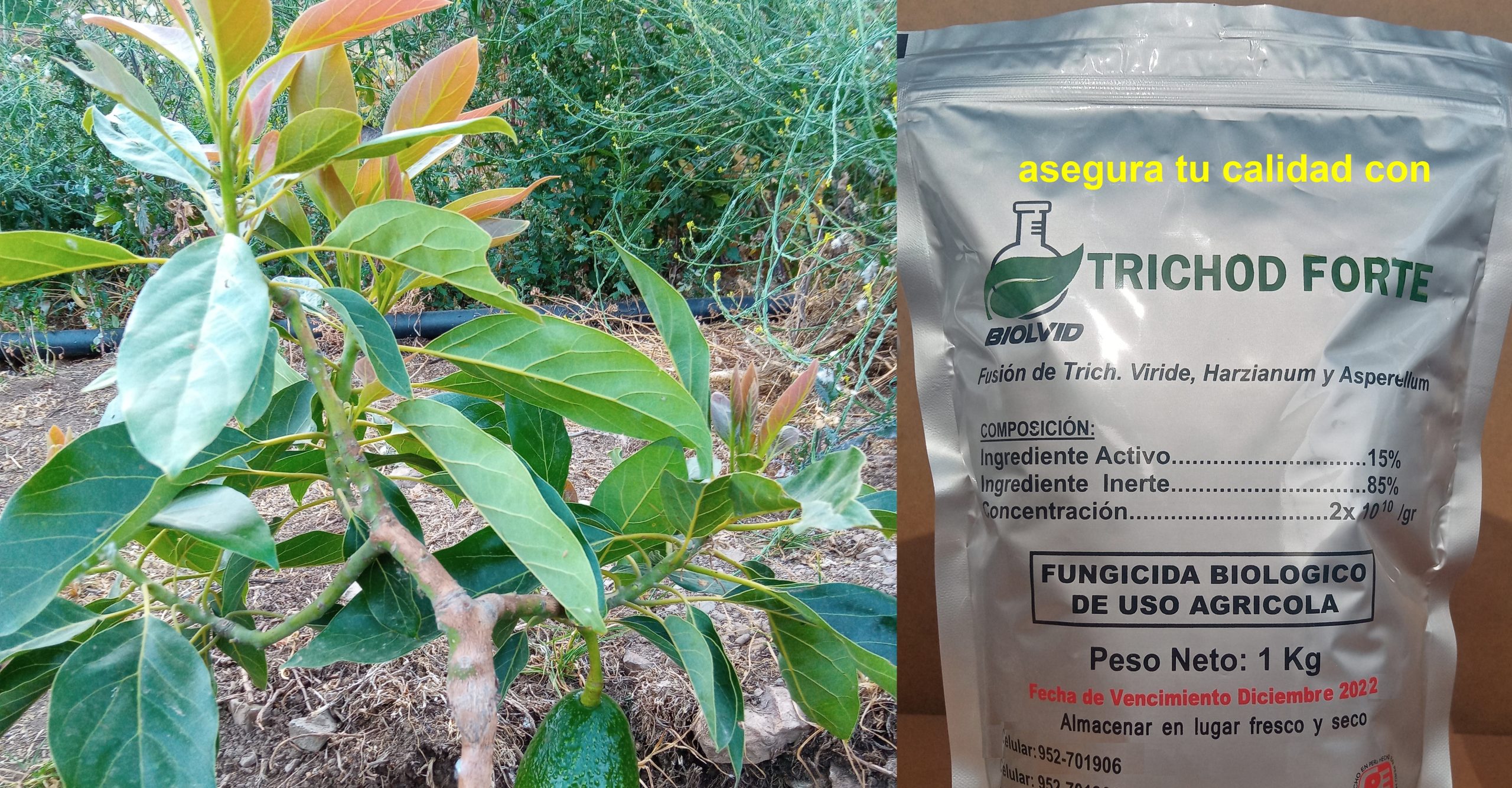 Trichod Forte protege tus plantas